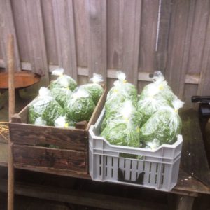 IMG-20161228-WA0000